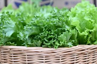 Делегация ВКО ознакомилась с работой крупной теплицы в Барнауле