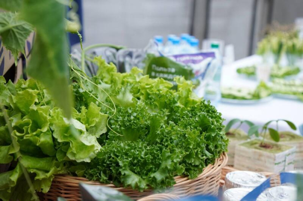 Делегация ВКО ознакомилась с работой крупнейшей теплицы в Барнауле