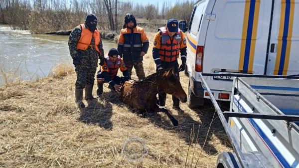 То, что редко попадает в заголовки: как спасатели МЧС помогают животным