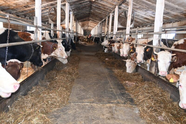 В ТОО &laquo;Агро LAKE&raquo; из Сандыктауского района развивается животноводство