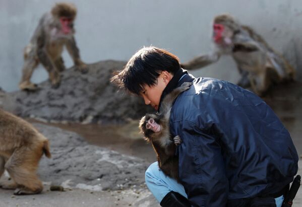 "Плюшевая мама", или История самой грустной обезьянки в мире по кличке Панч. Фото