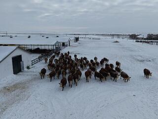 ТОО &laquo;Свободное&raquo; развивает животноводство в Сандыктауском районе