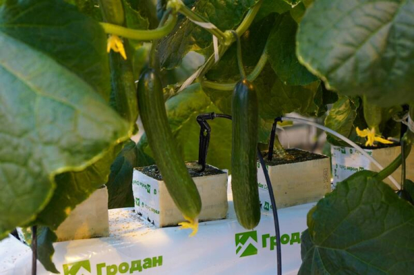 Делегация ВКО ознакомилась с работой крупнейшей теплицы в Барнауле