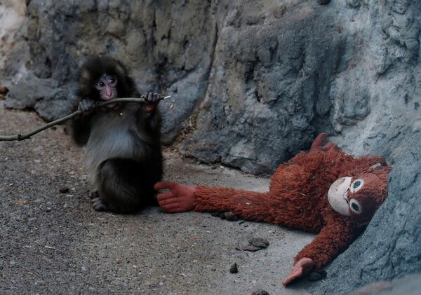 "Плюшевая мама", или История самой грустной обезьянки в мире по кличке Панч. Фото