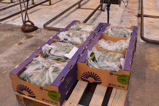 Делегация ВКО ознакомилась с работой крупнейшей теплицы в Барнауле