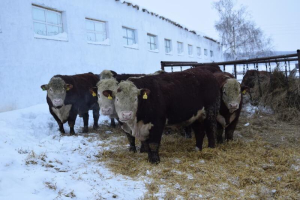 В ТОО &laquo;Агро LAKE&raquo; из Сандыктауского района развивается животноводство