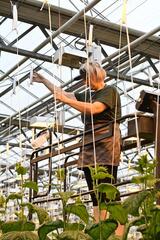 Делегация ВКО ознакомилась с работой крупнейшей теплицы в Барнауле