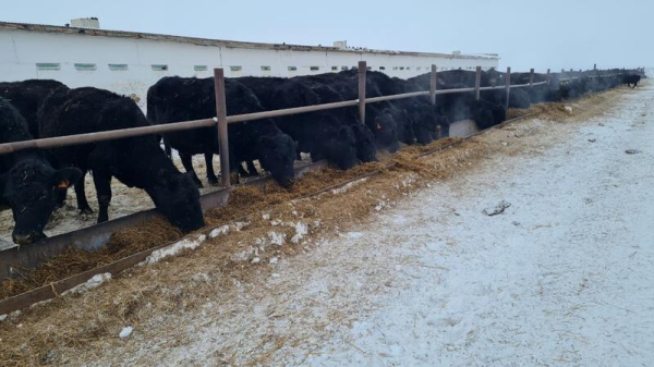 ТОО &laquo;ПЗ Балкашинский&raquo; Сандыктауского района укрепляет позиции одного из ведущих племенных хозяйств региона