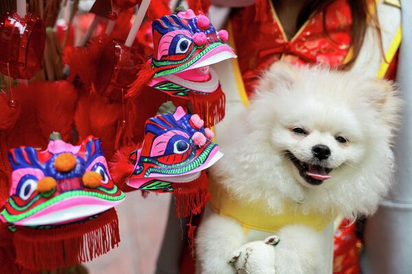 Год Лошади по лунному календарю наступил в мире - яркие фото из разных стран