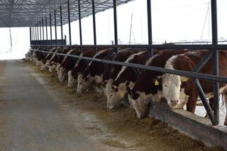 ТОО &laquo;Свободное&raquo; развивает животноводство в Сандыктауском районе