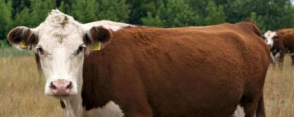 Из России в Казахстан привезли 4300 коров калмыцкой породы Из России в Казахстан привезли 4300 коров калмыцкой породы