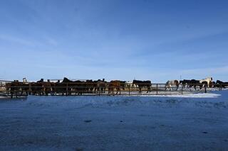 В ТОО &laquo;Агро LAKE&raquo; из Сандыктауского района развивается животноводство