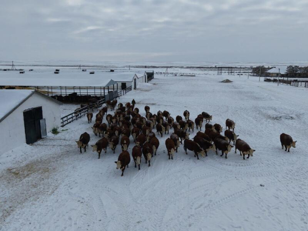ТОО &laquo;Свободное&raquo; развивает животноводство в Сандыктауском районе