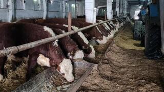 ТОО &laquo;ПЗ Балкашинский&raquo; Сандыктауского района укрепляет позиции одного из ведущих племенных хозяйств региона