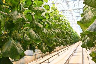 Делегация ВКО ознакомилась с работой крупной теплицы в Барнауле