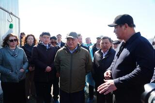 Калмыцкая порода КРС набирает популярность в Акмолинской области