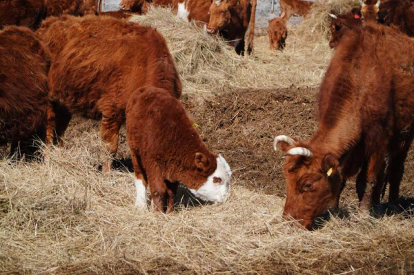 Калмыцкая порода КРС набирает популярность в Акмолинской области