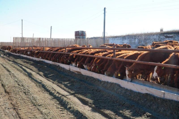 Калмыцкая порода КРС набирает популярность в Акмолинской области