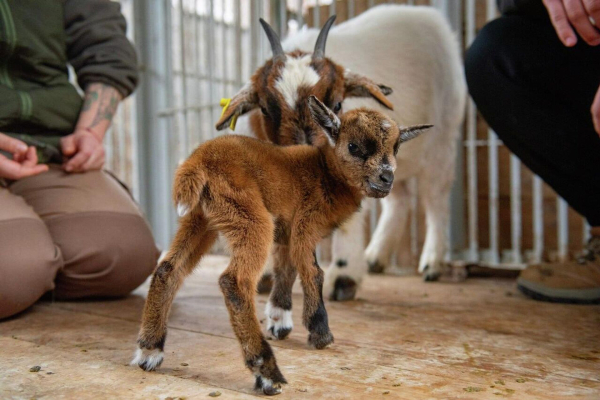 Настоящие мамочки: кто и как спасает животных в Алматинском зоопарке