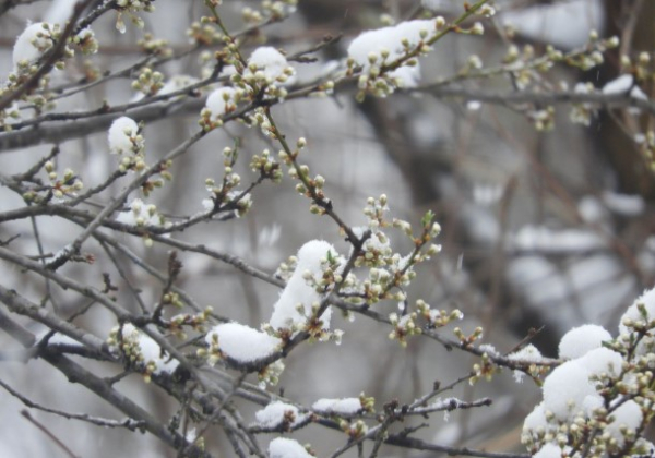 От метелей до +11: погода в Казахстане резко разделит страну От метелей до +11: погода в Казахстане резко разделит страну