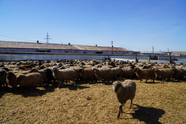 Калмыцкая порода КРС набирает популярность в Акмолинской области