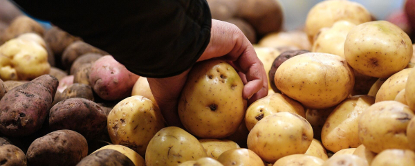 Казахстан не будет вводить запрет на экспорт картофеля - правительство