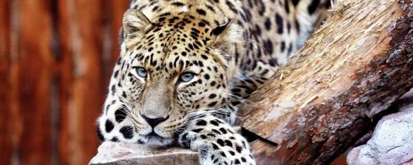 Самка черного леопарда из Екатеринбурга привыкает к новому дому в Алматы Самка черного леопарда из Екатеринбурга привыкает к новому дому в Алматы