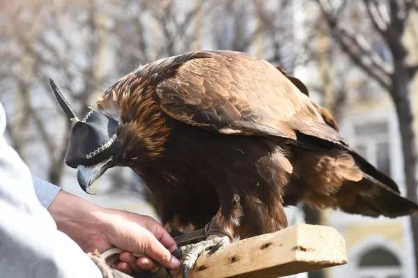 Праздничные гуляния в честь Наурыза проходят в Алматы