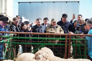 Калмыцкая порода КРС набирает популярность в Акмолинской области