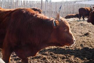 Калмыцкая порода КРС набирает популярность в Акмолинской области