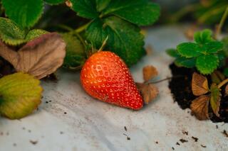 В Атырау развивается технология выращивания клубники в теплице