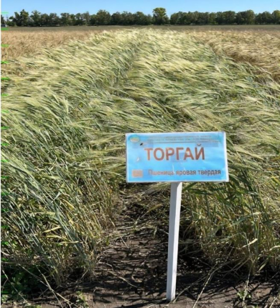В Казахстане вывели новые засухоустойчивые сорта зерна