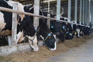 В Акмолинской области запустили современную молочную ферму на 400 голов