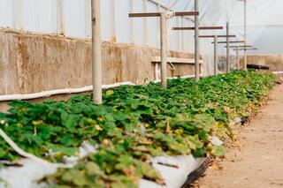 В Атырау развивается технология выращивания клубники в теплице