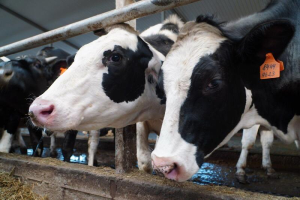 В Акмолинской области запустили современную молочную ферму на 400 голов