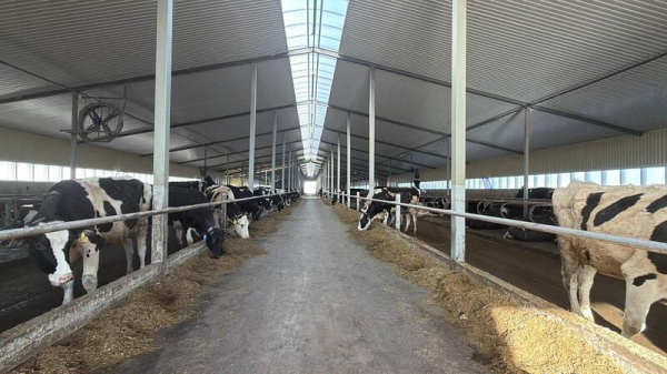 В Акмолинской области запустили современную молочную ферму на 400 голов