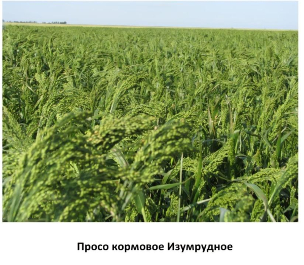 В Казахстане вывели новые засухоустойчивые сорта зерна