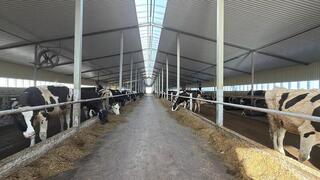 В Акмолинской области запустили современную молочную ферму на 400 голов