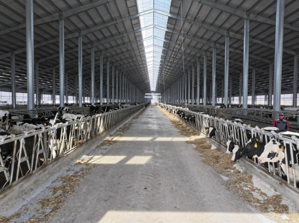 СКО укрепляет позиции в молочной индустрии Казахстана