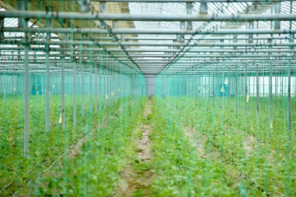 Туркестанская область укрепляет аграрный потенциал