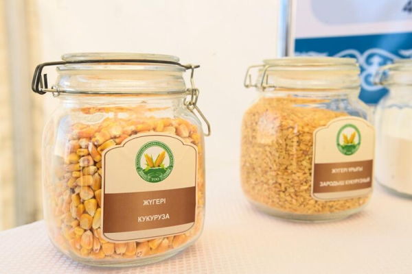 В Сырдарьинском районе начато строительство завода по глубокой переработке кукурузы В Сырдарьинском районе начато строительство завода по глубокой переработке кукурузы