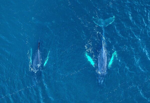 "Сердце" Арала, горбатые киты и леса Амазонки: фото к Международному дню Матери-Земли