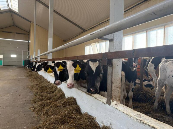 В Акмолинской области запустили современную молочную ферму на 400 голов