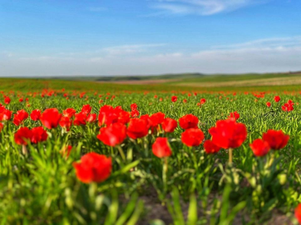 До +32 на юге: синоптики дали прогноз на 6 апреля До +32 на юге: синоптики дали прогноз на 6 апреля