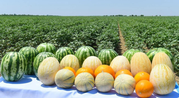 Туркестанская область укрепляет аграрный потенциал