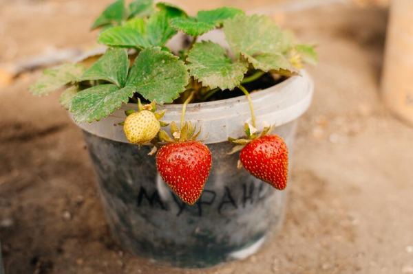 В Атырау развивается технология выращивания клубники в теплице
