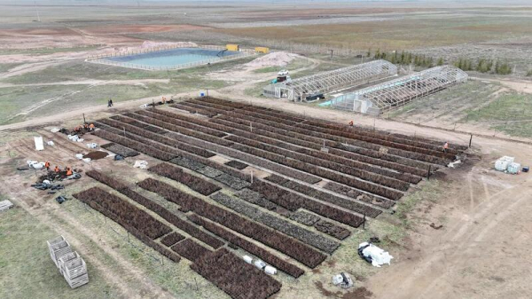 Аким Акмолинской области посетил лесопитомник в Шортандинском районе