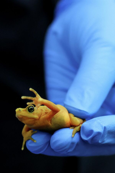 Падший ангел и лягушка с приветом: забавные фотоновости со всего света