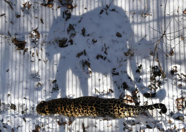 "Сердце" Арала, горбатые киты и леса Амазонки: фото к Международному дню Матери-Земли