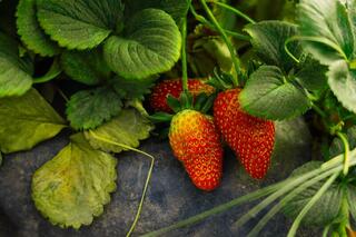 В Атырау развивается технология выращивания клубники в теплице